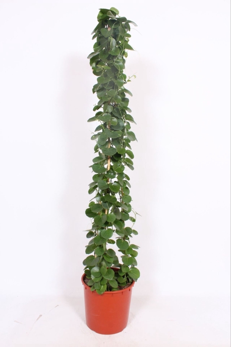 <h4>Cissus rotundifolia</h4>