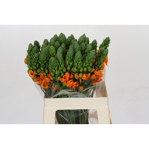 Ornithogalum dubium Orange Fire