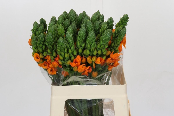 Ornithogalum dubium 'Orange Fire'