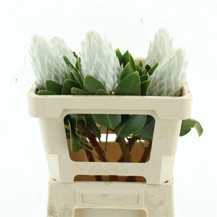 <h4>PROTEA WHITE NIGHT</h4>