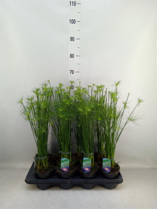 <h4>Cyperus haspan</h4>