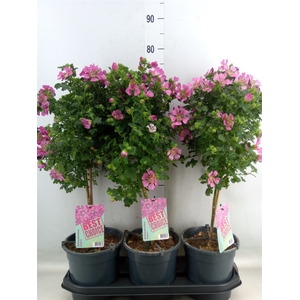 Anisodontea capensis 'Elega Prince'