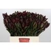 Leucadendron Saf Sunset Dark R.