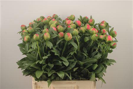 <h4>Paeo L Coral Sunset</h4>