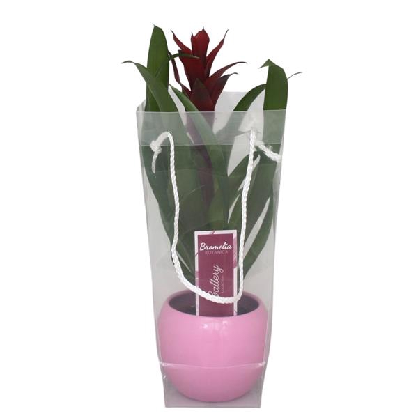 <h4>Guzmania Switch in roze bolpot in blanco draagtas</h4>