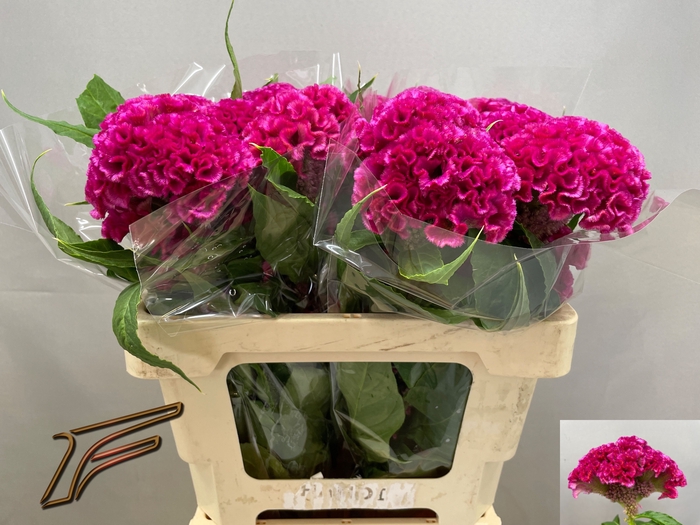 <h4>CEL C ROSE DELIGHT</h4>