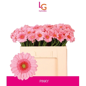 Germini Pinky Water