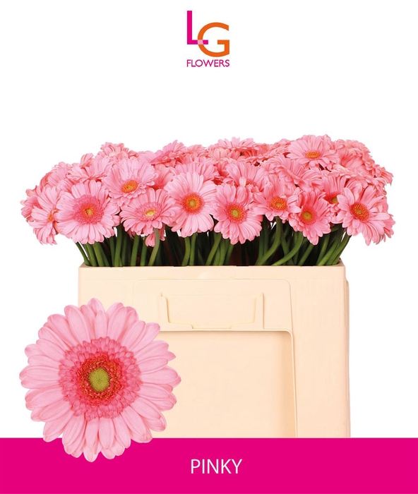 <h4>Germini Pinky Water</h4>