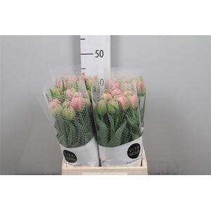 Tu Du Strawber Cream