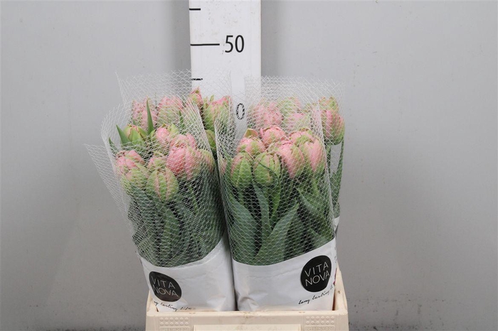 <h4>Tu Du Strawber Cream</h4>