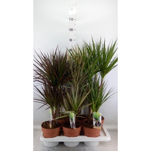 Dracaena   ...mix