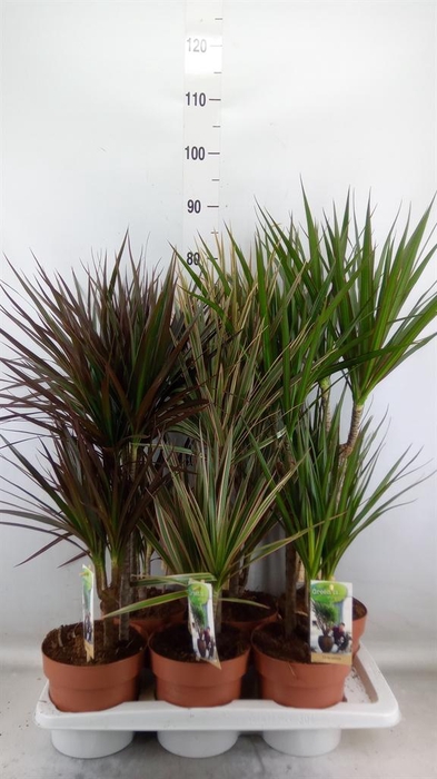 <h4>Dracaena ...mix</h4>