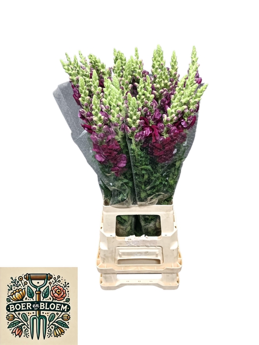 <h4>ANTIR POTO RED</h4>