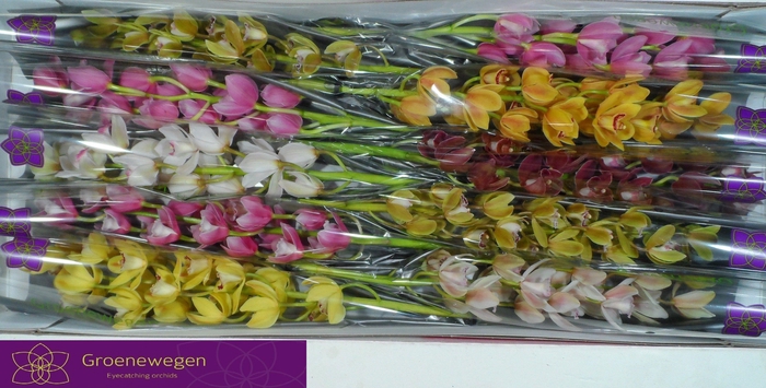 <h4>CYMB MI GEM</h4>