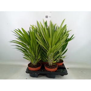 Pachypodium lamerei