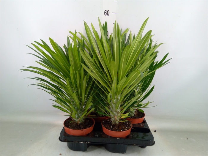 <h4>Pachypodium lamerei</h4>