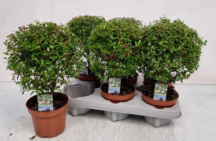 <h4>MYRTUS COM</h4>