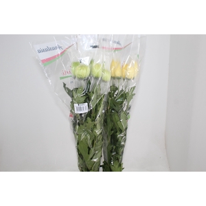 ANASTASIA VARIADA 080 CM VARIADA