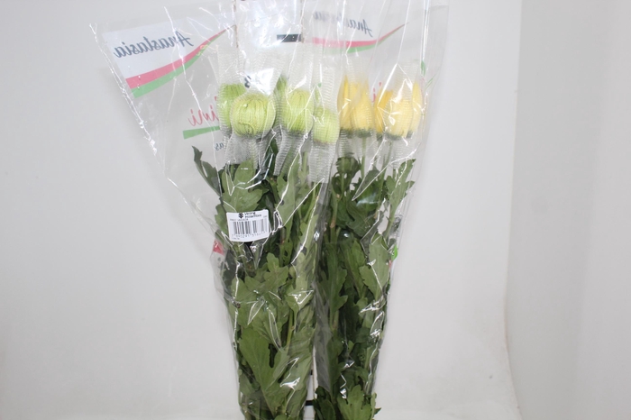 <h4>ANASTASIA VARIADA 080 CM VARIADA</h4>