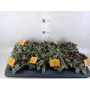 Tradescantia zebr. 'Purpusii'