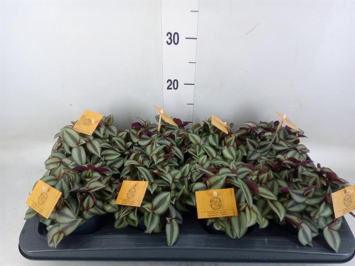 <h4>Tradescantia zebr. 'Purpusii'</h4>