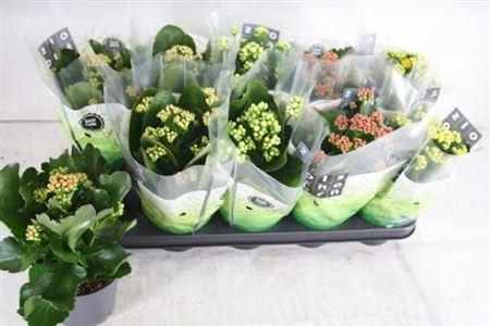 <h4>Kal Ge Gem 5 Kl</h4>