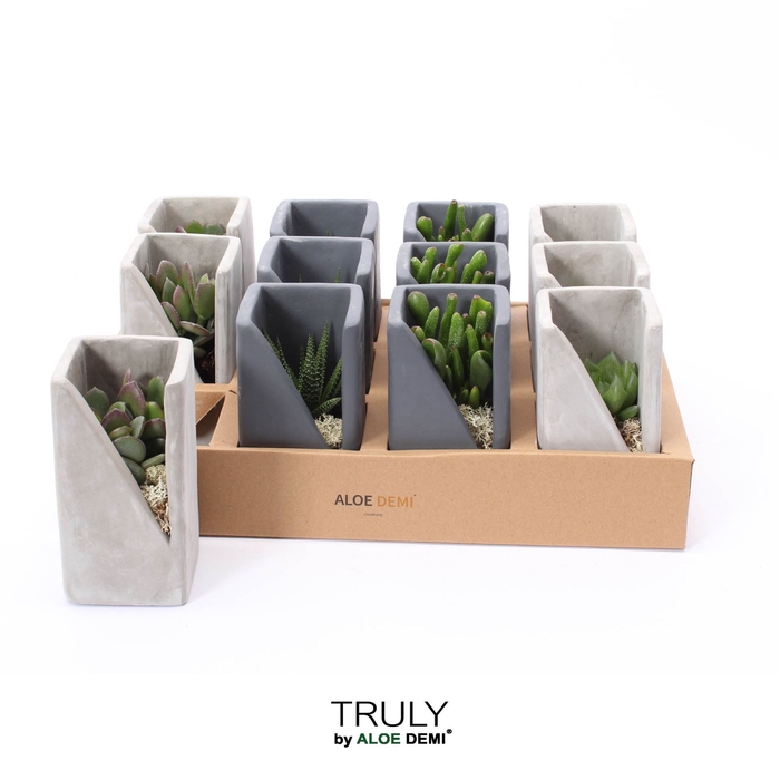 <h4>Arr.  Succulents L%</h4>