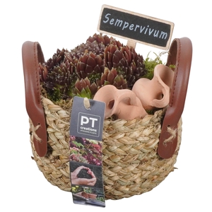 PTS7387 Arrangement Sempervivum in rieten mand
