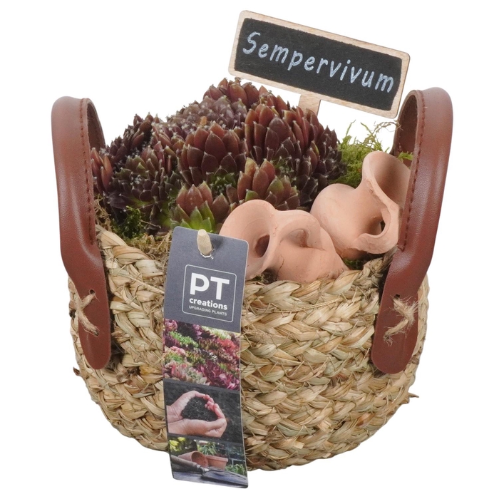 <h4>PTS7387 Arrangement Sempervivum in rieten mand</h4>
