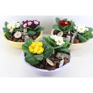 arr4 Primula PL - Zink schaal pastel mix