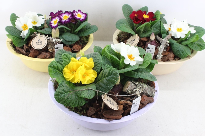 <h4>arr4 Primula PL - Zink schaal pastel mix</h4>