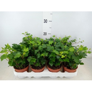 Hedera helix 'Wonder'