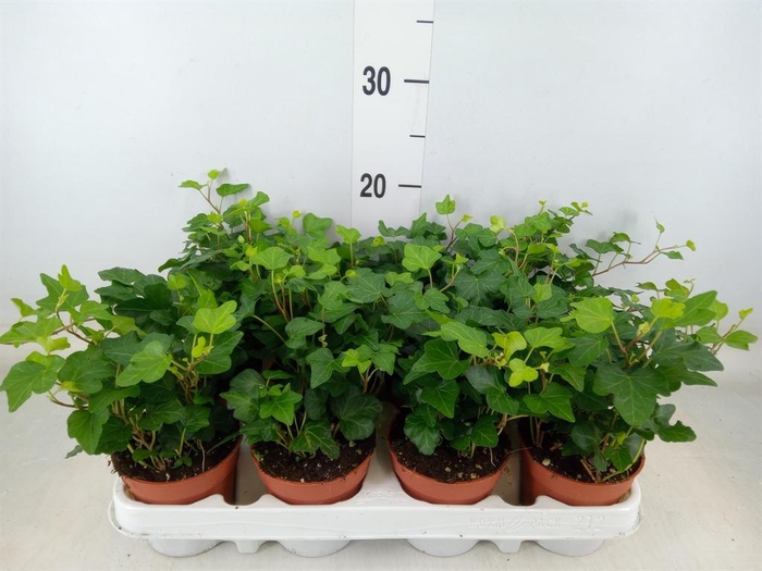 <h4>Hedera helix 'Wonder'</h4>