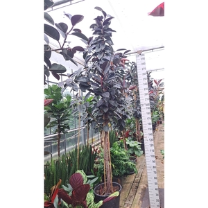 Ficus Elastica Abidjan multistam 380