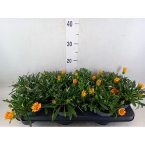 Gazania splen. 'Gelbe Jupiter'