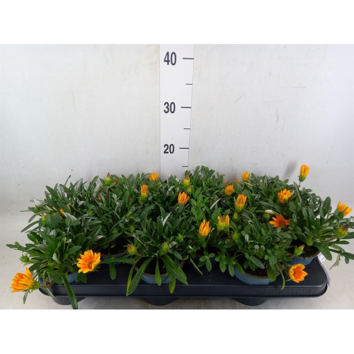 <h4>Gazania splen. 'Gelbe Jupiter'</h4>