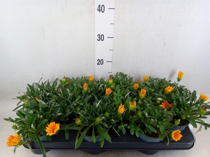 <h4>Gazania splen. 'Gelbe Jupiter'</h4>