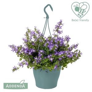 Campanula Adansa Purple Hangpot