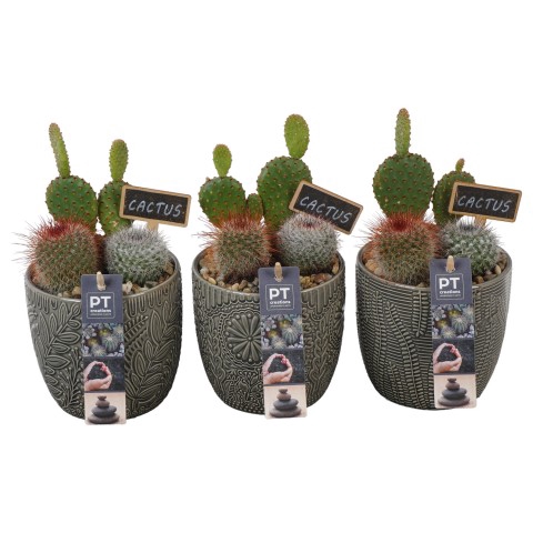 <h4>PTCT3833 Arrangementen Cactus</h4>