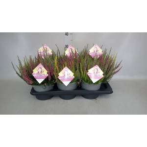 Calluna vulg. 'Beauty L High Five'