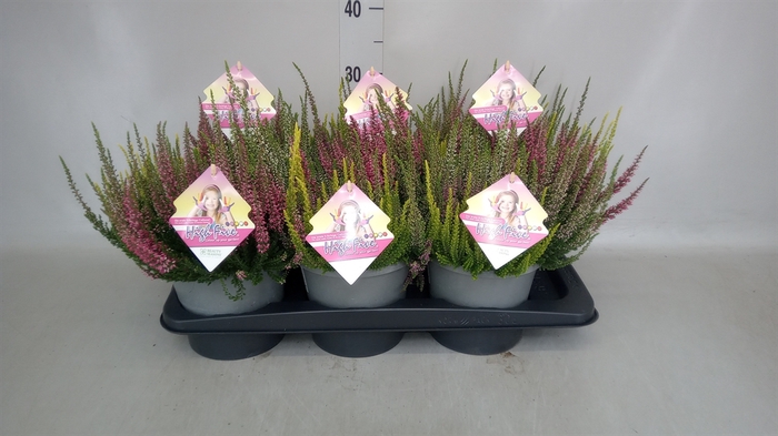 <h4>Calluna vulg. 'Beauty L High Five'</h4>