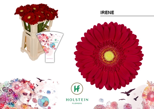 <h4>Gerbera Irene Water</h4>