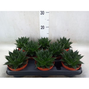 Aloe aristata 'Safari Ami'