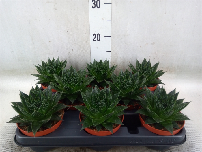 <h4>Aloe aristata 'Safari Ami'</h4>