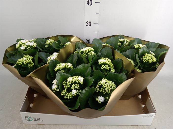 <h4>Kalanchoe blos. 'Menzel'</h4>