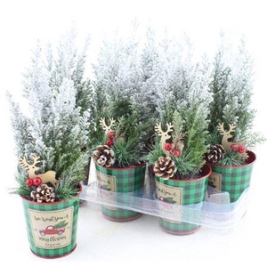 Cham L Ellwoodii Snow + Decoratie