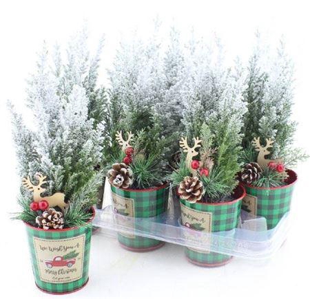 <h4>Cham L Ellwoodii Snow + Decoratie</h4>