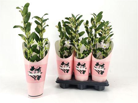 <h4>Dendr N S Dr Pandora 2 Branches</h4>