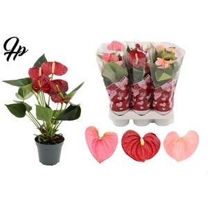 Anthurium 9 cm 3 color mix in Couture hearts sleeve