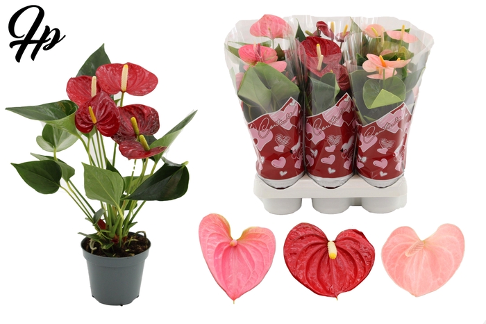 <h4>Anthurium 9 cm 3 color mix in Couture hearts sleeve</h4>